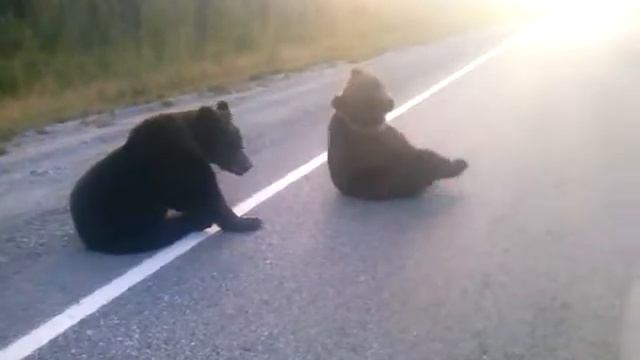медведи смотреть онлайн