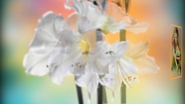 Вальс цветов смотреть онлайн