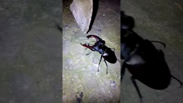 Жук рогачь смотреть онлайн