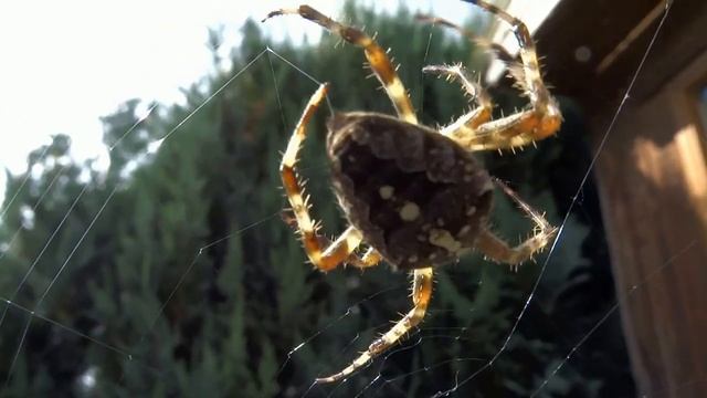 Паук плетёт паутину. Это просто ювелирная работа. смотреть онлайн