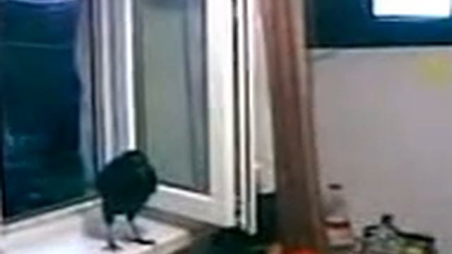 наш ручной грач) смотреть онлайн