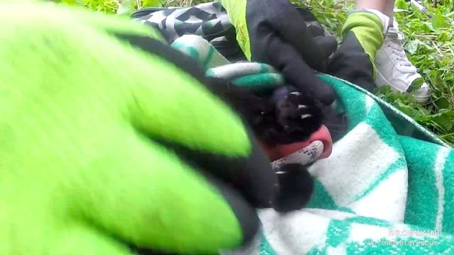 Нора – маленький чёрный дьяволёнок смотреть онлайн