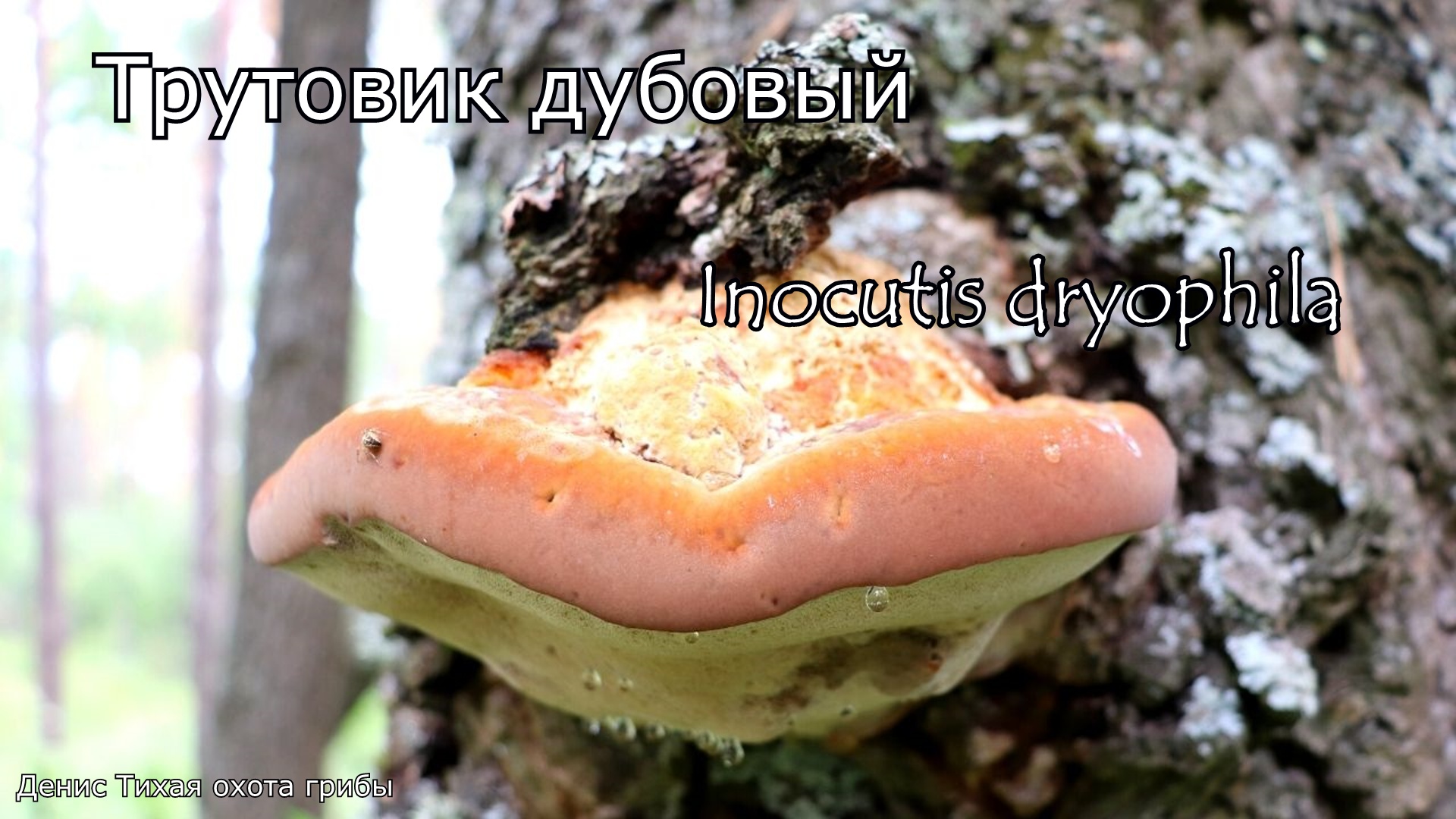 Трутовик дубовый | Inocutis dryophila смотреть онлайн
