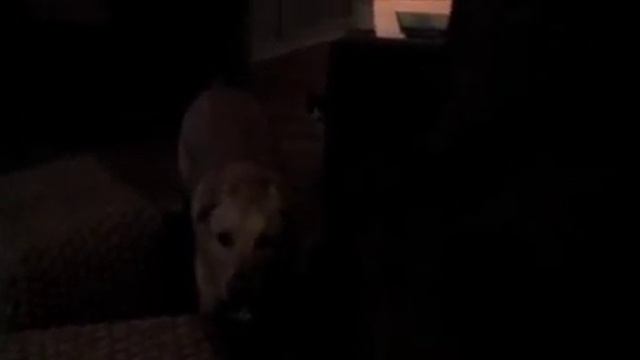Gabe the Dog Howling смотреть онлайн