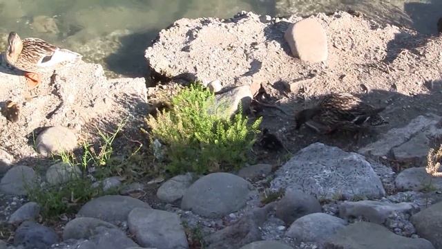 BORGHETTO ( Valeggio sul Mincio ) смотреть онлайн
