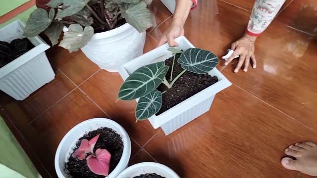 Hunting Tanaman Hias Begonia Curly смотреть онлайн