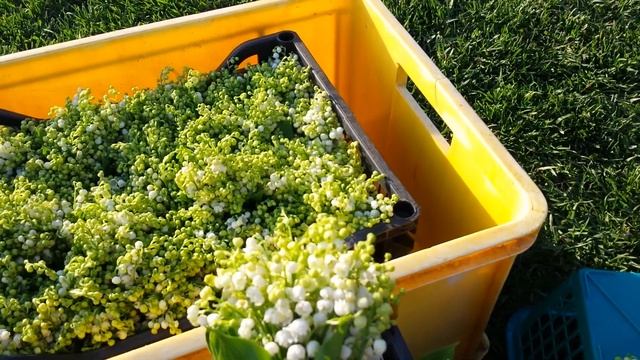 Ландыш ландыш белоснежный смотреть онлайн