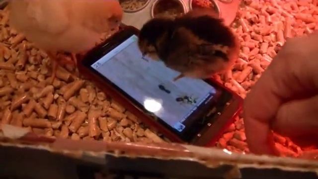 baby chicks playing ant squash! funny! смотреть онлайн