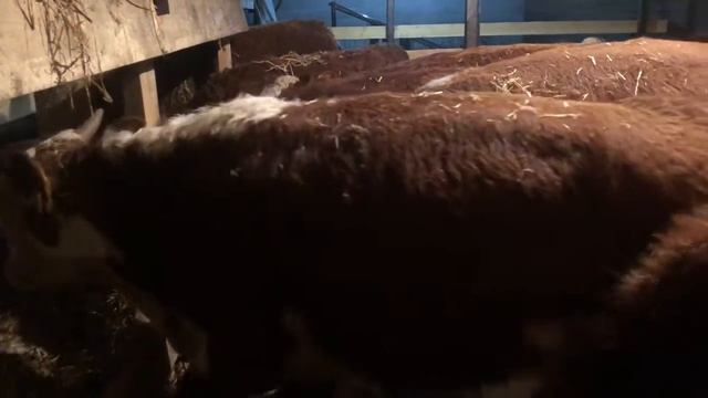 Купил 13 голов супер бычки подсосной Порода герефорд смотреть онлайн