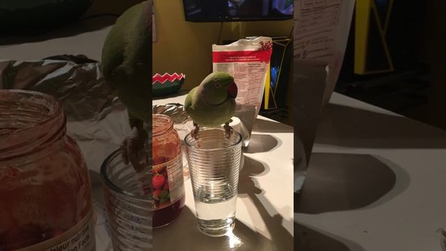 Попугай Крамера пьёт воду. Perruche à collier boit de l’eau. смотреть онлайн