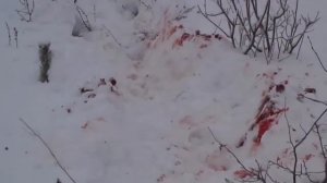 Лось 2014 Удмуртия Можга