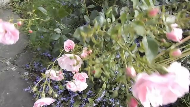 Rose Bonica 82 Meidomonac Meilland roses смотреть онлайн