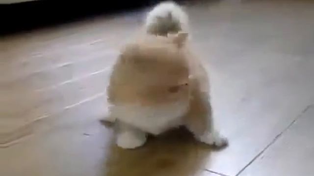 Коротконогий кот. Самый нелепый котёнок! смотреть онлайн