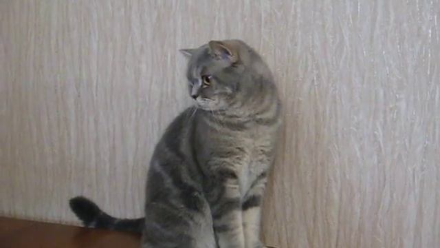 Шотландский кот Зевс ходит по полке дивана | Zeus cat #5 смотреть онлайн