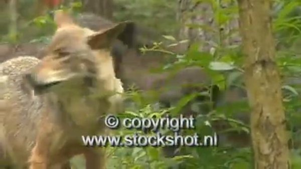 howling wolf - grey wolf - canis lupus