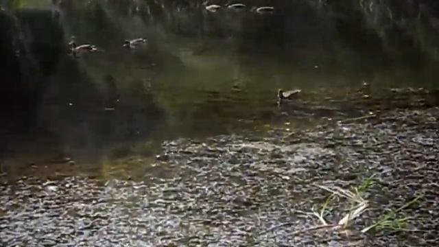 Лилии болотные / Lilies