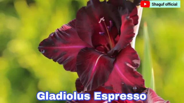 Different Types of Gladiolus смотреть онлайн