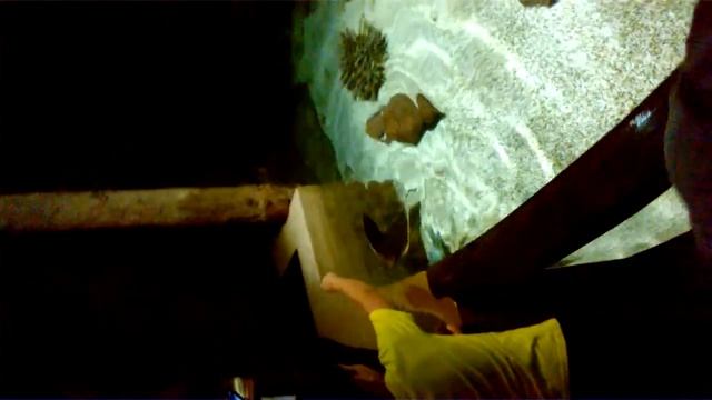 Морской скат заигрывает с людьми смотреть онлайн