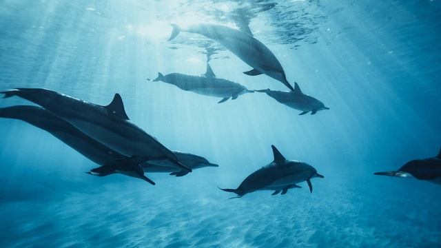 Underwater Dream Sound - Feel Relaxation As You Listen To This Underwater Noise