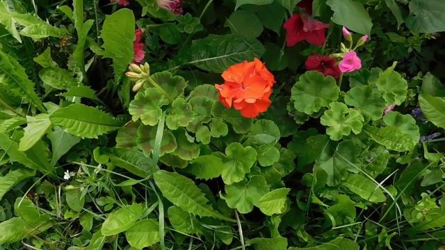 Герань из семян ! Сорта ! смотреть онлайн