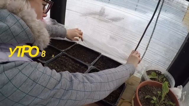КАПУСТА ДЕКОРАТИВНАЯ. ПОСЕВ СЕМЯН. ПЕРВЫЕ ВСХОДЫ. СЕЗОН 2019 смотреть онлайн