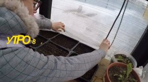 КАПУСТА ДЕКОРАТИВНАЯ. ПОСЕВ СЕМЯН.  ПЕРВЫЕ ВСХОДЫ. СЕЗОН 2019