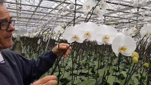 Mayesh Minute: Dutch Orchid Nursery смотреть онлайн