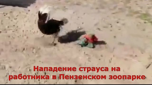 КАК СТРАУС ГУЛЯЛ ПО ДОРОЖКАМ среди посетителей ТАЙГАНА. Архив. 2021 год смотреть онлайн