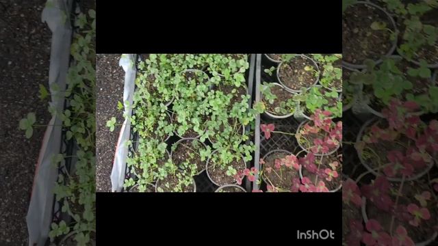 Роботи в саду в останній день жовтня.Що висіяла восени.