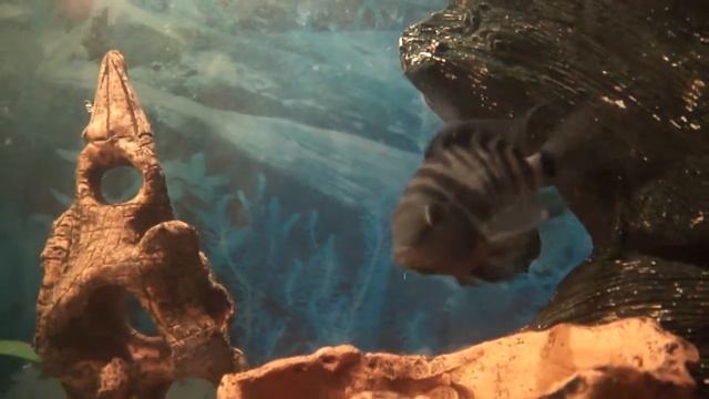 рыбка в кормушке смотреть онлайн