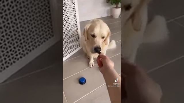 Кнопка для собак, кнопка для дрессировки собак, голосовая кнопка для собак смотреть онлайн