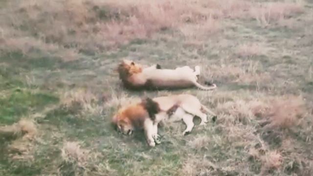 Львы неразлучники🦁 Когда одна душа на двоих❤ Часть вторая. Осень 🍂 смотреть онлайн