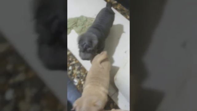 for sale puppies Shar-pei! d.o.b. 11 , 23 October 2019 смотреть онлайн