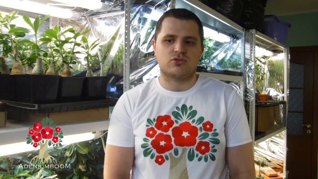 Нижний подогрев и искусственное освещение для адениумов смотреть онлайн