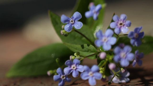 Весна spring Free Stock Video 31 смотреть онлайн