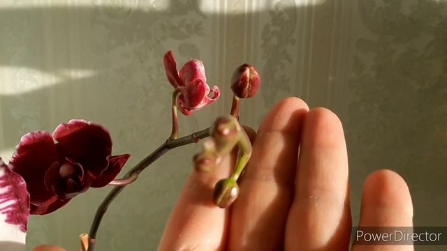 Орхидеи дома в конце октября/Расцветает Каменная роза//Дикий камень, Мейджик Арт// 29.10.20г. смотреть онлайн