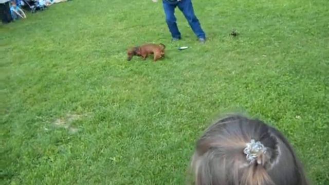 Михаил Зверкин и Шрэк. 23.07.2017 г. смотреть онлайн