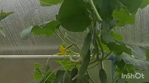 Огурцы Кураж - подробный обзор