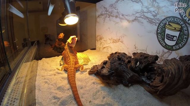 Бородатая агама Как выбрать на iLikePet смотреть онлайн