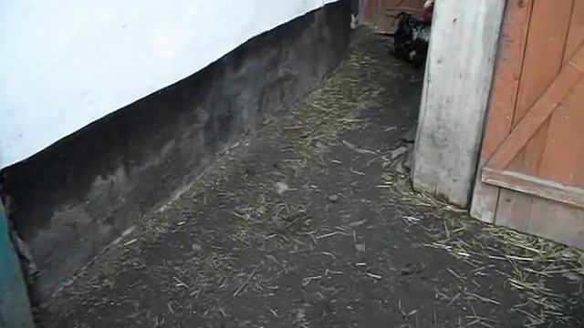 Петух неудачно зашёл в курятник. Нагнал хозяин. смотреть онлайн