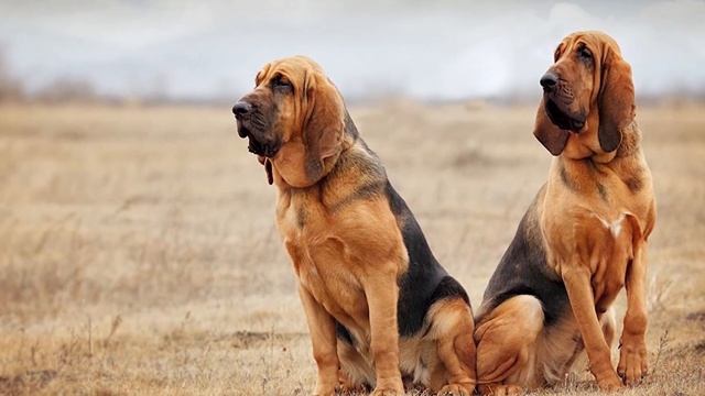 СОБАЧИЙ ГОРОСКОП | Кто ваша собака по знаку зодиака? смотреть онлайн