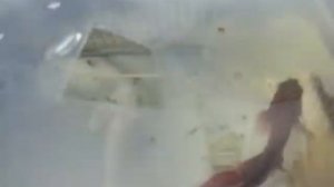 НОВЫЙ ПИТОМЕЦ:)) КАК НАЗВАТЬ РЫБКУ ПЕТУШКА?!