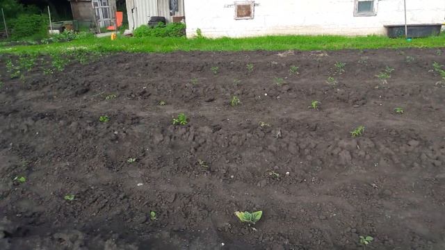 Жизнь на пенсии в деревне. Муж делает пол. Прополола грядки. На ужин приготовила салат и грибы смотреть онлайн