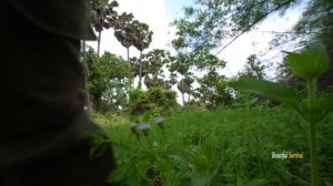 Survival Girl Camping Building a Beautiful Bamboo Tree House with Mini Pool Garden Under Treehouse