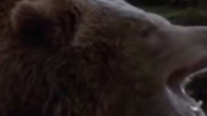 ? ВСТРЕЧА С МЕДВЕДЕМ- ШАТУНОМ!