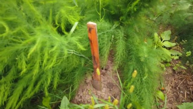 Спаржа Аржентельская. Август.