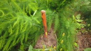 Спаржа Аржентельская. Август.