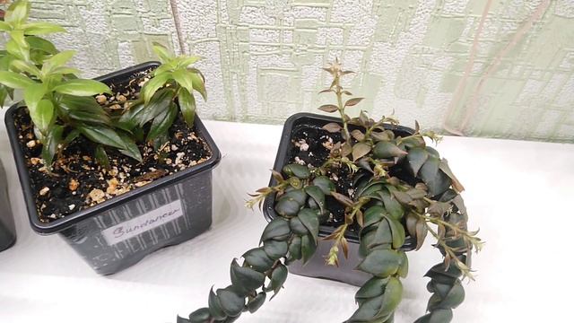 Заказ растений для Яны. Columnea linearis, Columnea Sundancer, Columnea arguta. смотреть онлайн