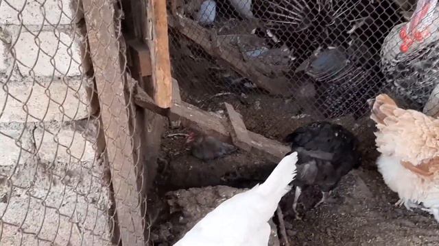 Амерауканы🐓эксперемент Фавероль🐓 смотреть онлайн