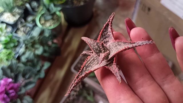 Распаковка посылки с суккулентами от Art-succulents